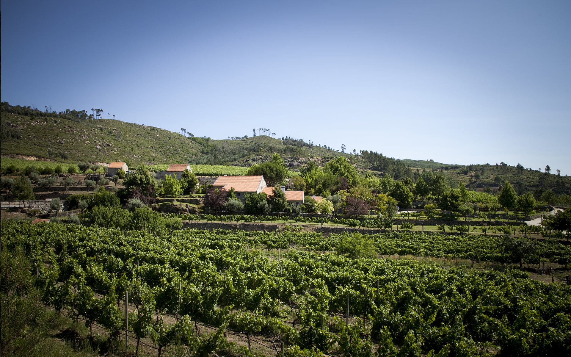 Quinta do Mondego

Vinho Dão - Portugal