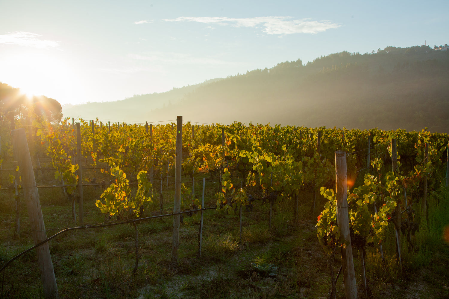 Quinta do Mondego Wines of Portugal Dao