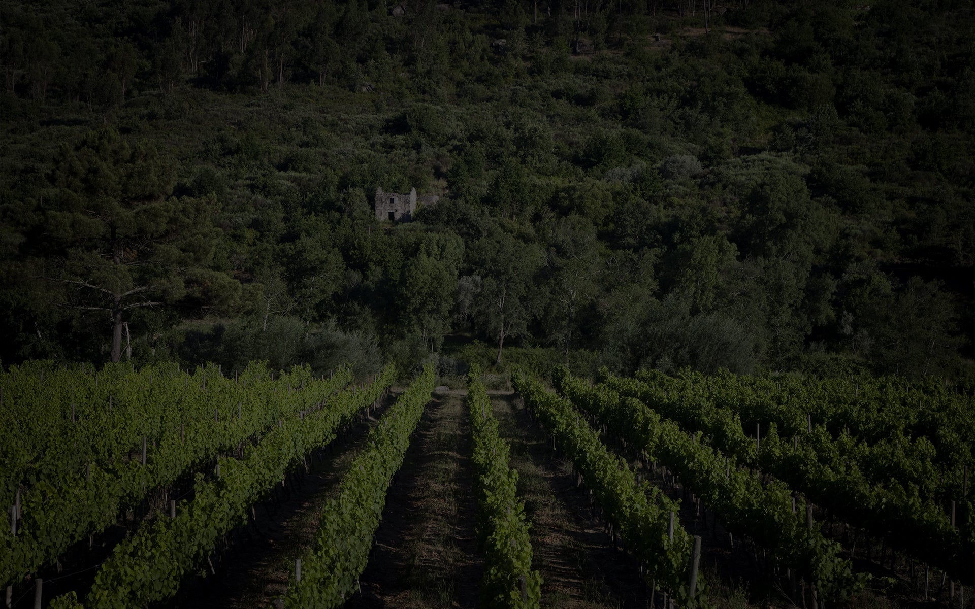 Carregar vídeo: Vídeo promocional da Quinta do Mondego - Vinhos de qualidade